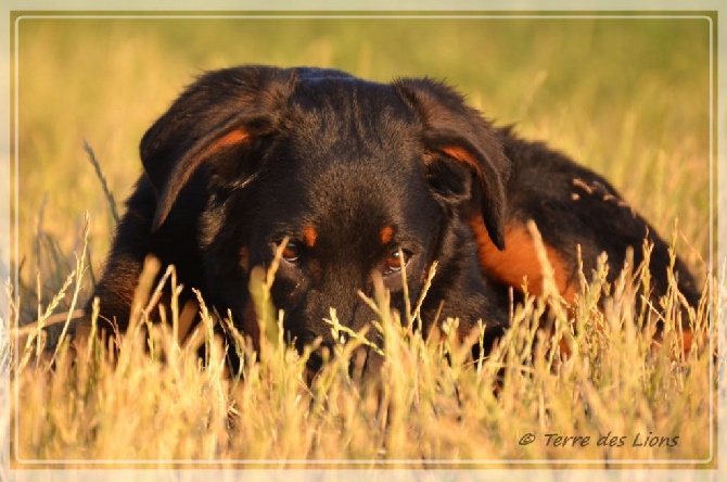 Elevage De La Terre Des Lions Eleveur De Chiens De Race Berger De