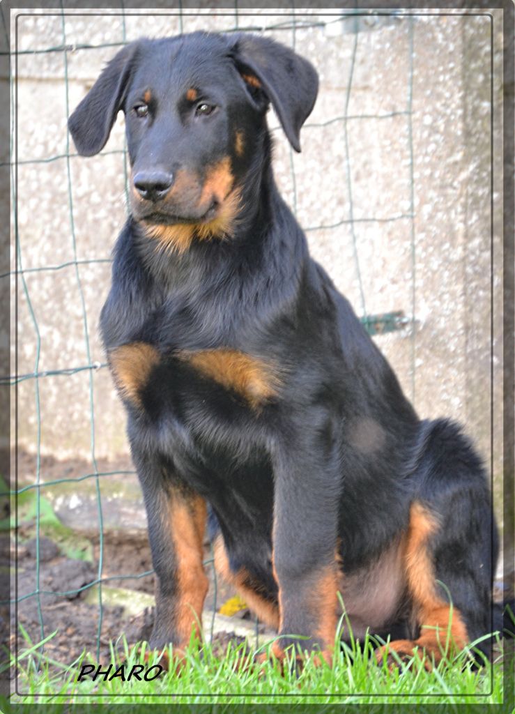 Pharo des Contes de l'Abreuvage