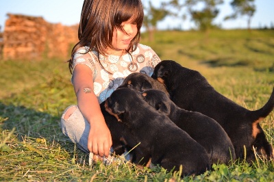 De La Terre Des Lions - Grand jour pour les chiots !