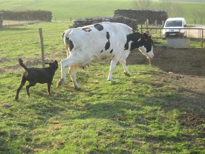 De La Terre Des Lions - Berry rentre les vaches