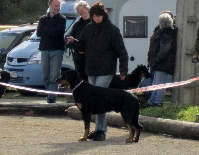 De La Terre Des Lions - Résultats de la Journée Beauceronne de Viterne