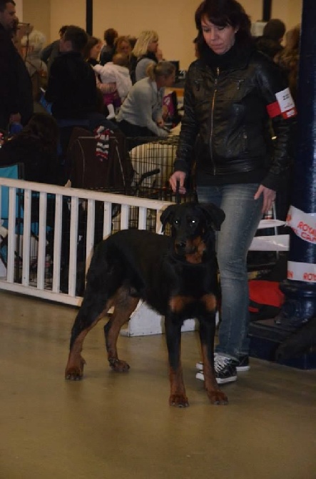 De La Terre Des Lions - Paris Dog Show 11 janvier 2015