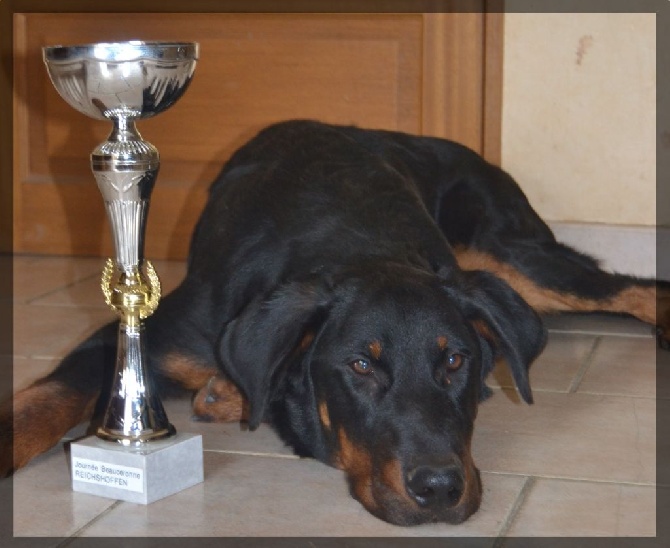 De La Terre Des Lions - Journée Beauceronne Reichshoffen