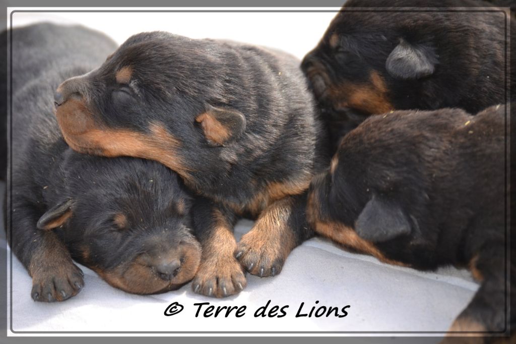 nos chiots disponibles 