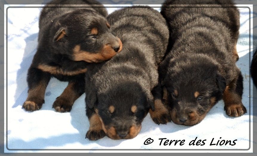 les chiots ont 15 jours !