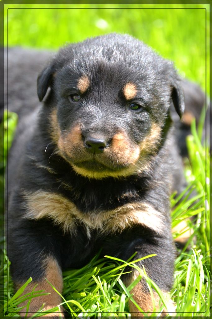 Les chiots de Jackson et Jane à 3 semaines