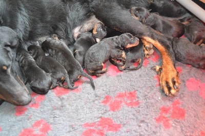 De La Terre Des Lions - 11 chiots sont nés !